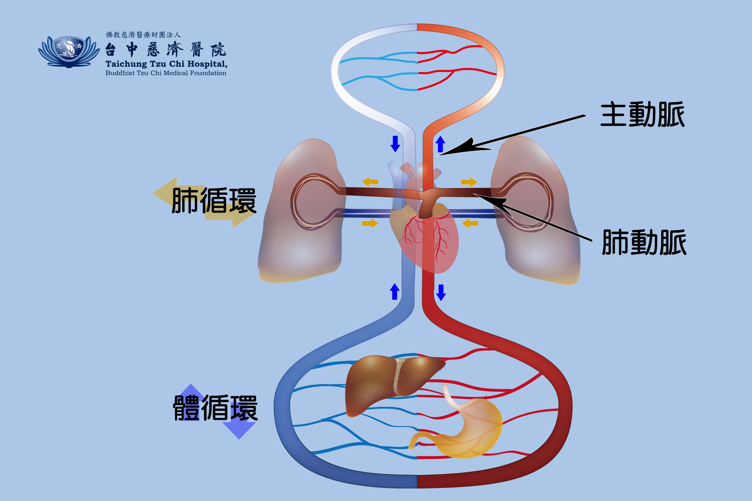 婦人胃血管闖進肺臟咳血十年 「極為罕見」游離肺