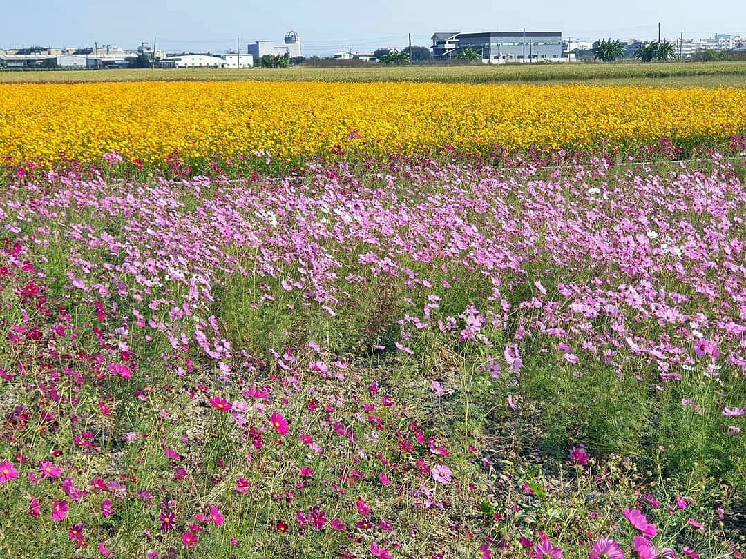 嘉義市花海節熱鬧開幕 幸福嘉義米健康發表