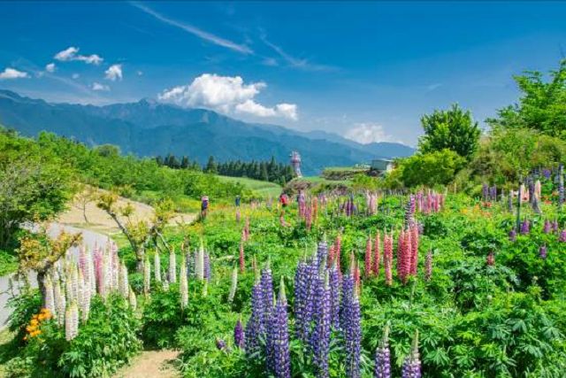 5月，遠離塵囂擁抱山林賞高山花卉，愛花的您，快快行動！跟團輕鬆遊