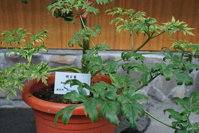 科博館植物園《臺灣青草茶保健植物展》