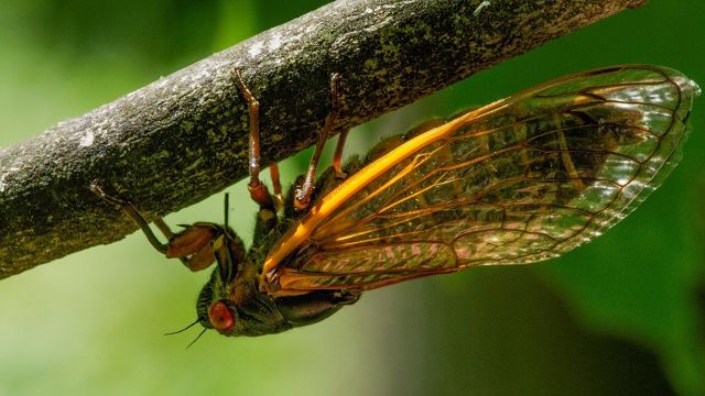 BBC《動物求偶記》橫跨6大洲　跟拍動物求偶9000小時