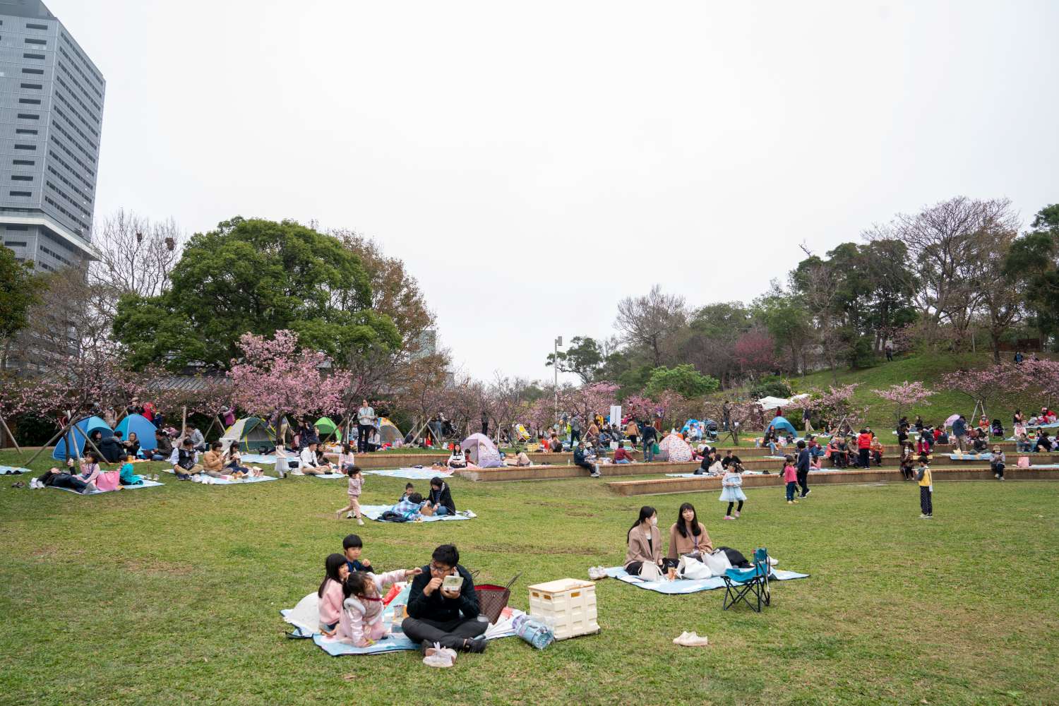 新竹公園櫻花季粉色魅力大爆發 單日吸引近4萬遊客瘋賞櫻