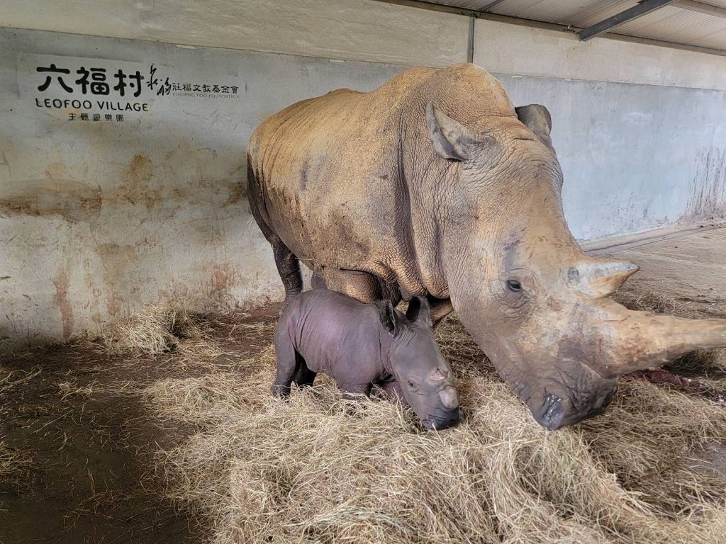 六福村犀牛家族再添新血 母犀牛桃太郎 兩分鐘順產超萌小犀牛