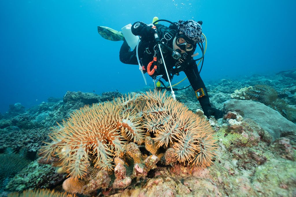 即刻救援 搶救東沙珊瑚  招募百名海洋保育志工