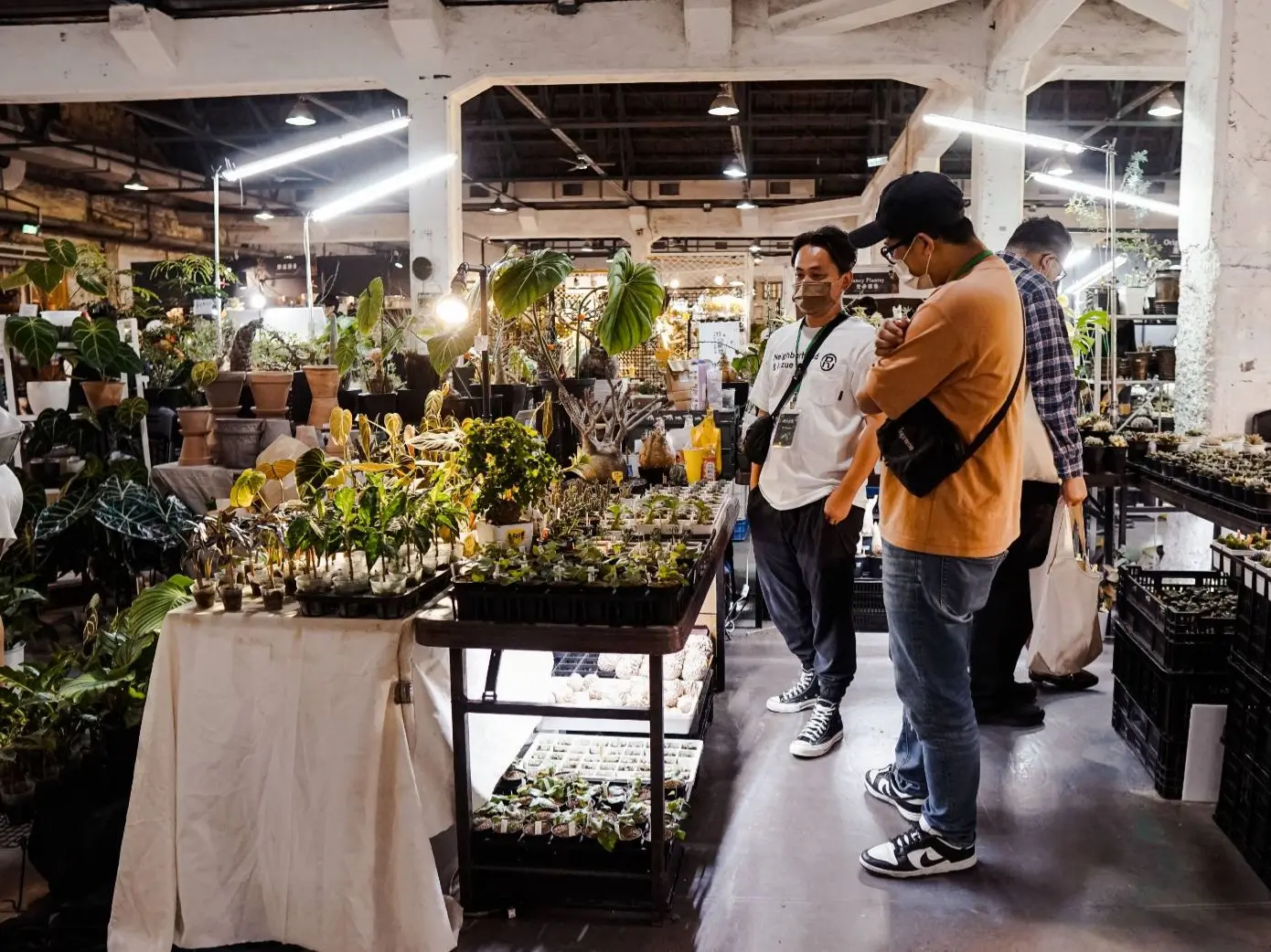 植方市集展出眾多植物，邀請植物愛好者蒞臨參觀(圖/植方市集提供)