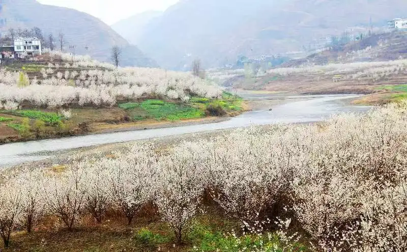 遇見貴州畢節市 櫻桃花開春意濃踏春賞景正當時