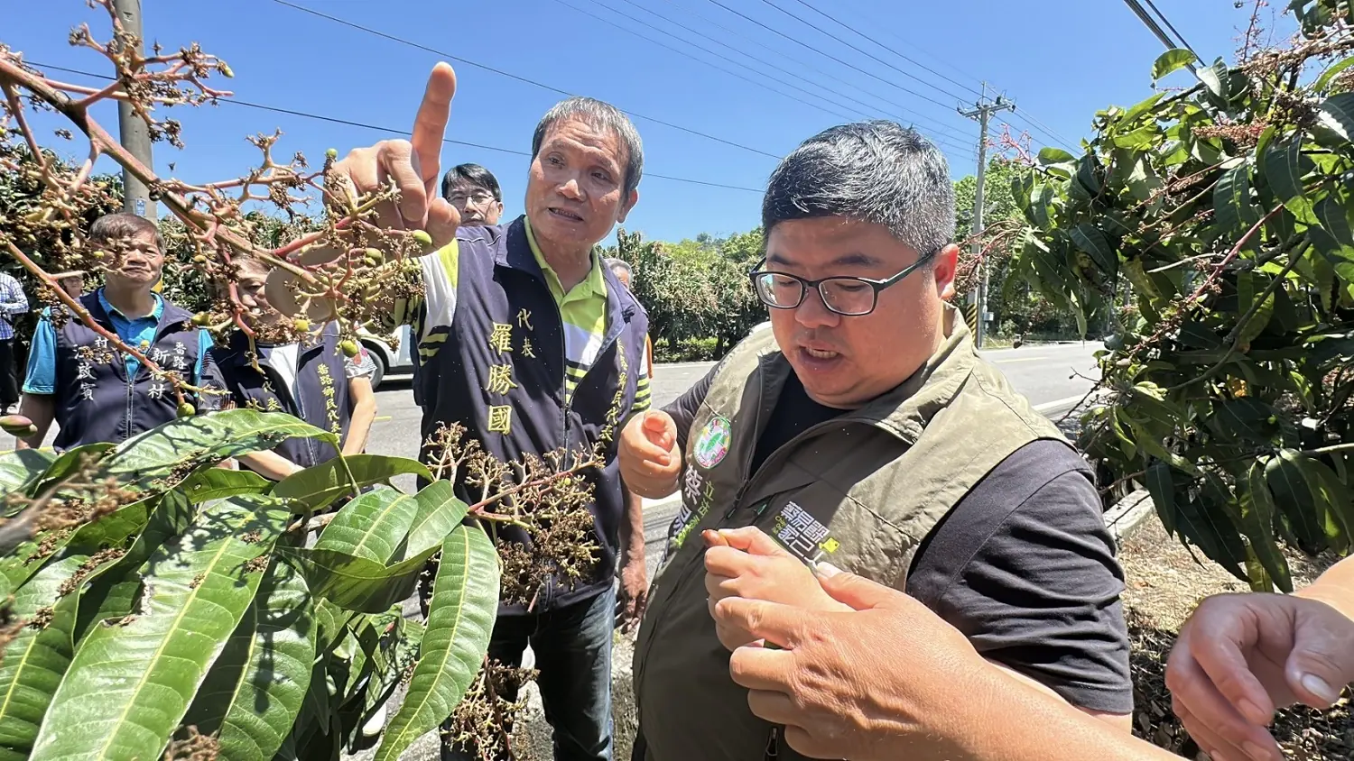 嘉義芒果鬧果害　蔡易餘勘災設法降災損