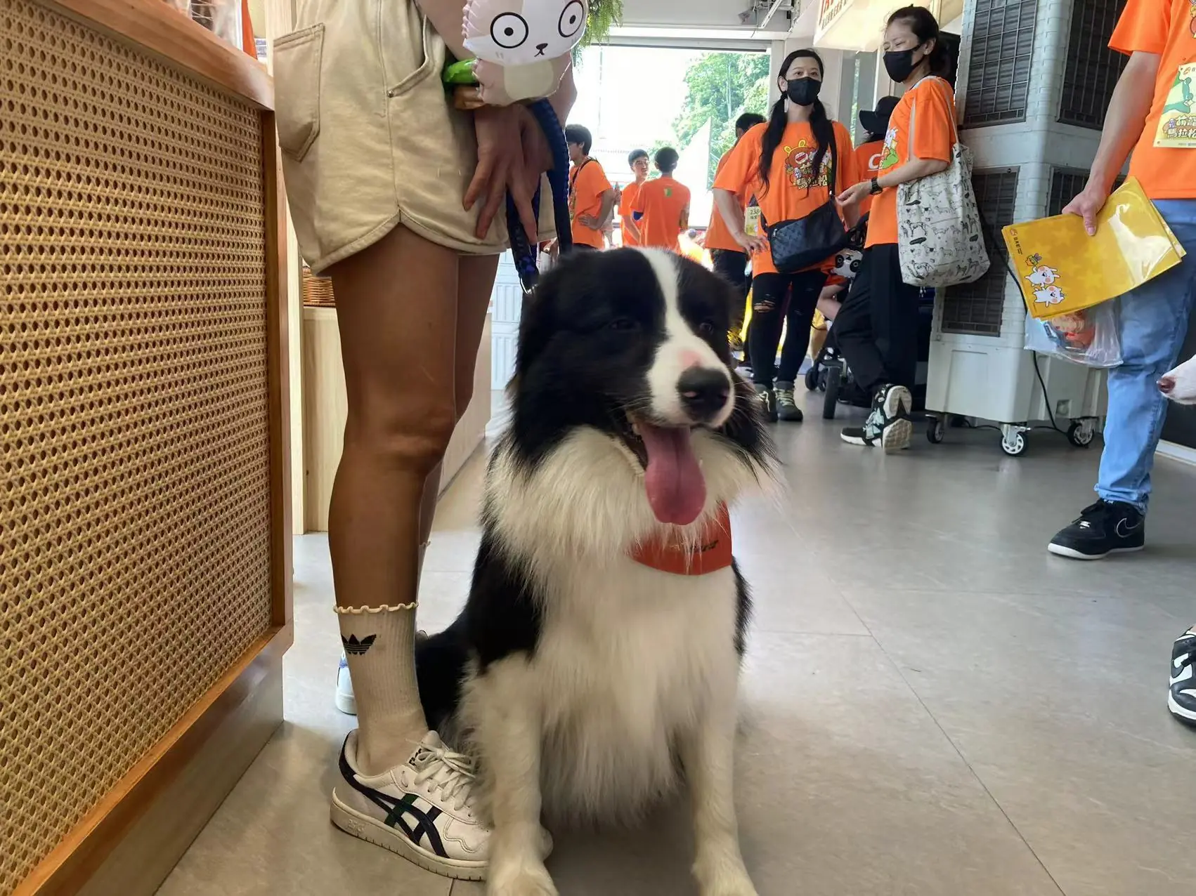首屆萌寵馬拉松 南投埔里開跑 8 1b609d8ebc5572b