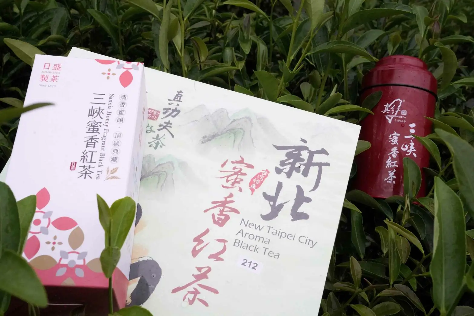 新北蜜香紅茶評鑑結果出爐 三峽青農周子耀蟬聯3年冠軍! 11 34646853c4cc7de