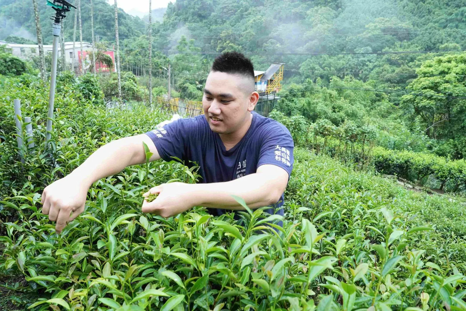 新北蜜香紅茶評鑑結果出爐 三峽青農周子耀蟬聯3年冠軍! 10 559e6280c448c9c