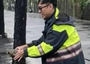 大雨致陸龜誤入車道 潮暖警即時援手助陸龜安全過馬路
