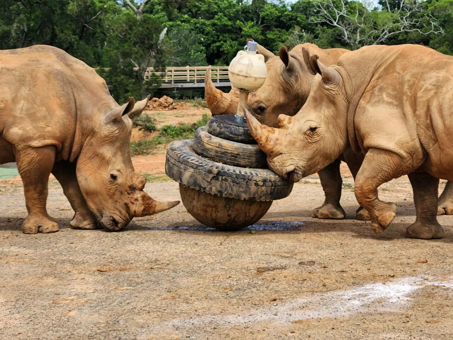 TAZA動物行為豐富化設計大賽 首登亞洲舞台 參賽隊伍創新高 台灣團隊勇奪冠軍 TAZA動物行為豐富化設計大賽 首登亞洲舞台 參賽隊伍創新高 台灣團隊勇奪冠軍