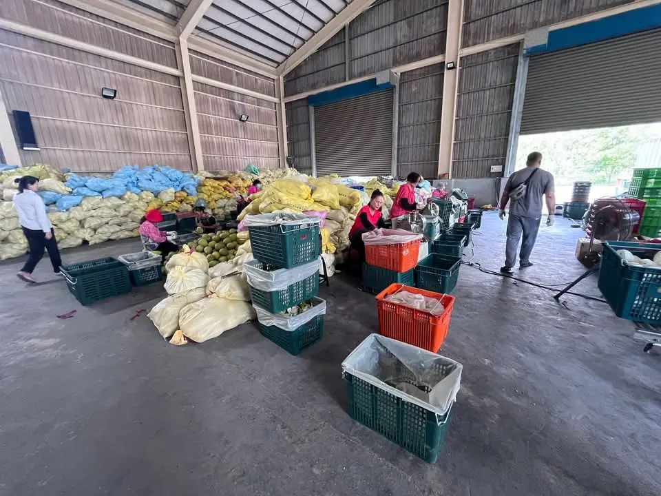 花蓮縣政府辦理文旦柚教育訓練及集貨包裝場認證評鑑 從產地到包裝全面把關 強化內外銷品質管理與市場競爭力