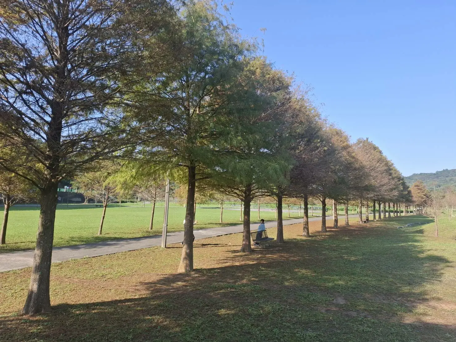 新北市貢寮環保公園內動線平緩順暢，落羽松林蔭沿步道延伸，適合漫步或騎乘自行車穿梭其間