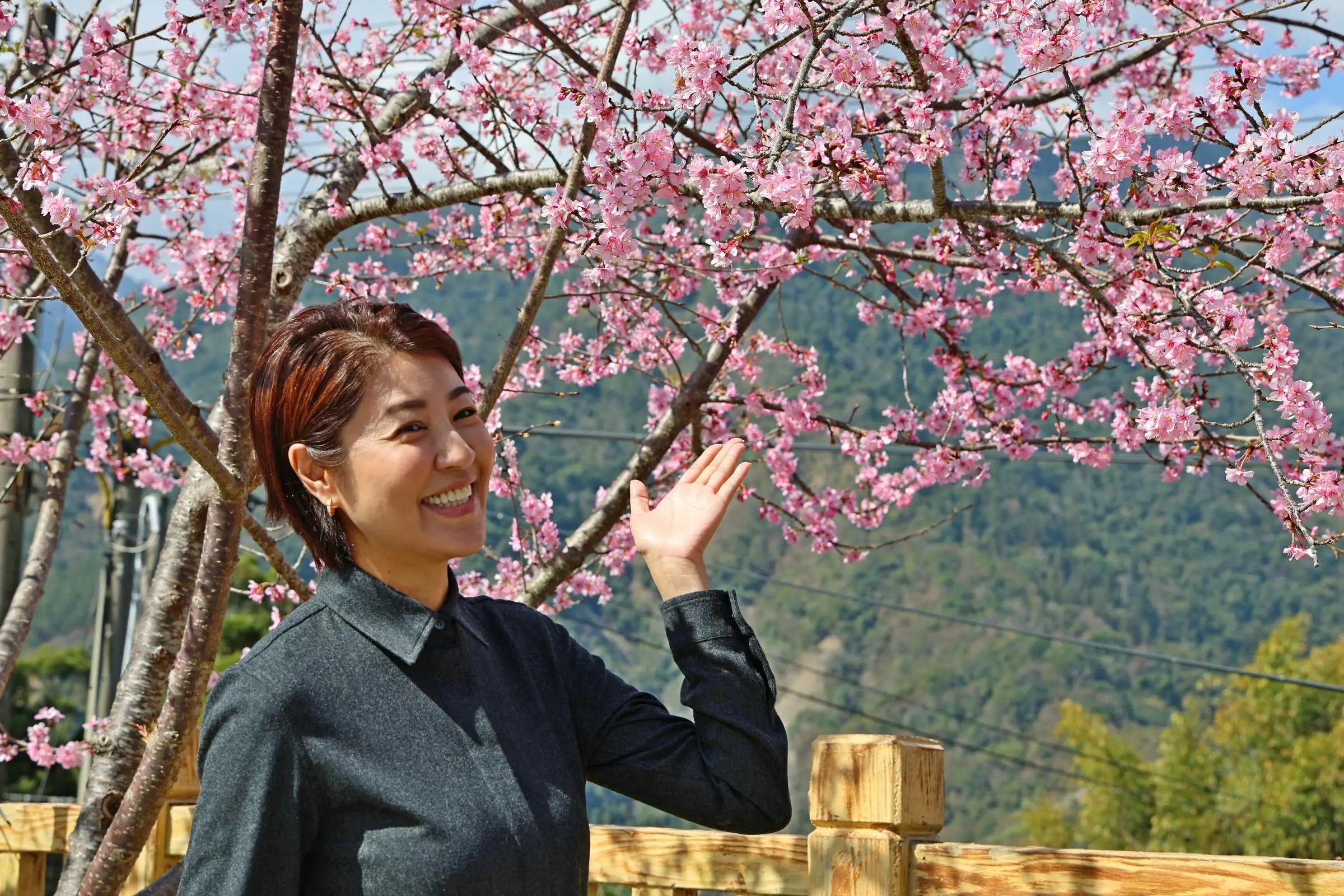 櫻花李花齊放!草坪頭花季啟動 春節遊南投正是時候 櫻花李花齊放!草坪頭花季啟動 春節遊南投正是時候