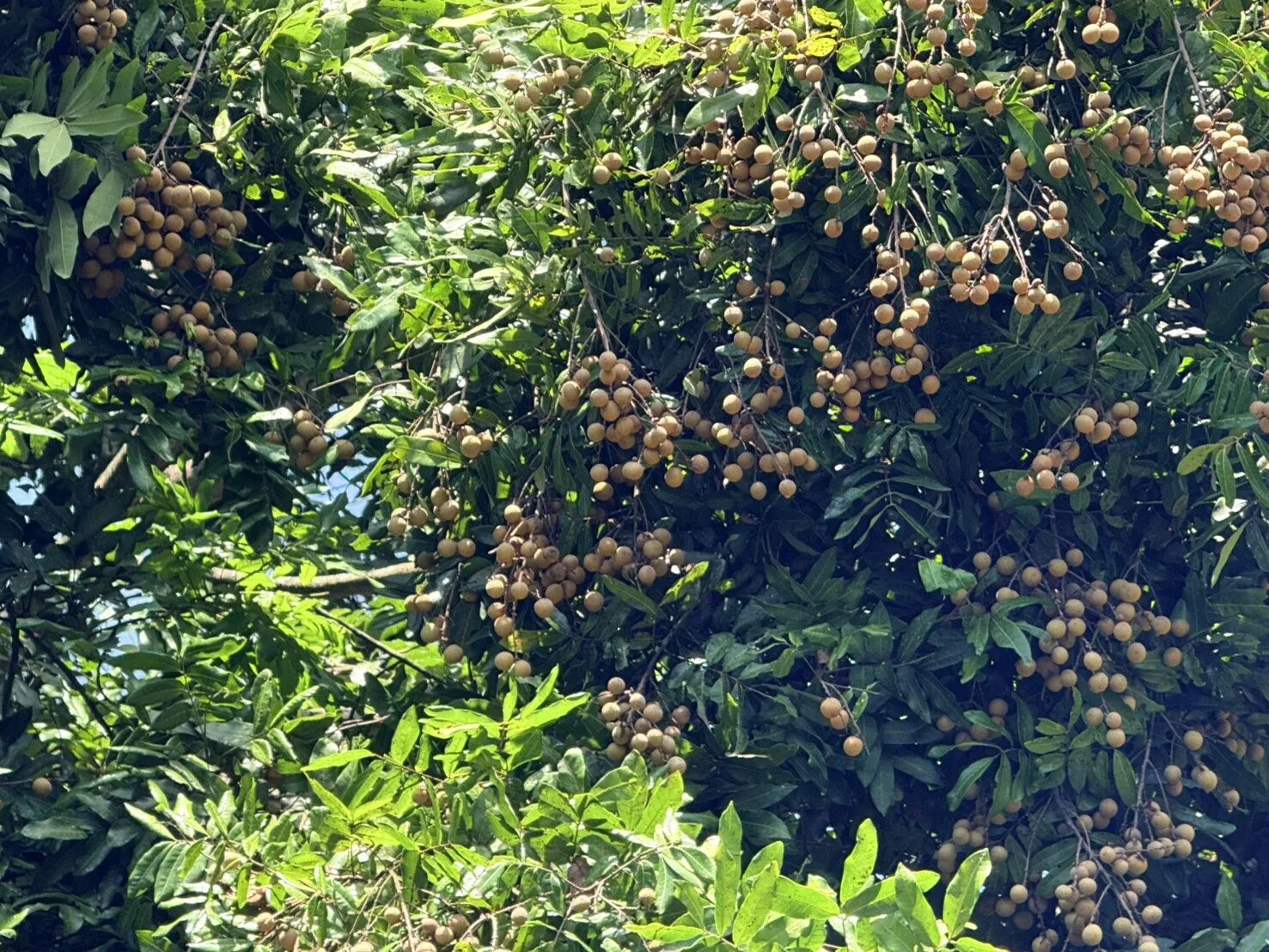 暑假採果趣！白河萬里長城開放免費採龍眼 現採現吃超療癒